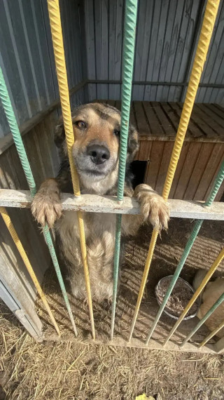 Каникулы с пользой для души: репортаж из приюта «Верный друг» ?.
